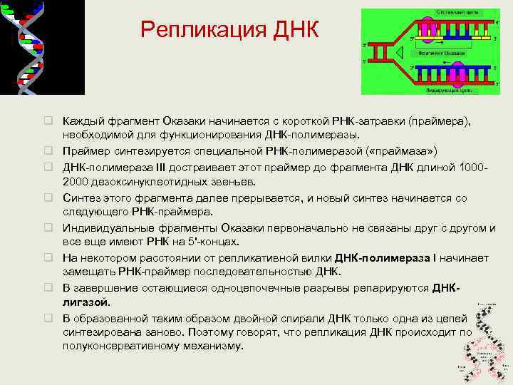     Репликация ДНК  q Каждый фрагмент Оказаки начинается с короткой