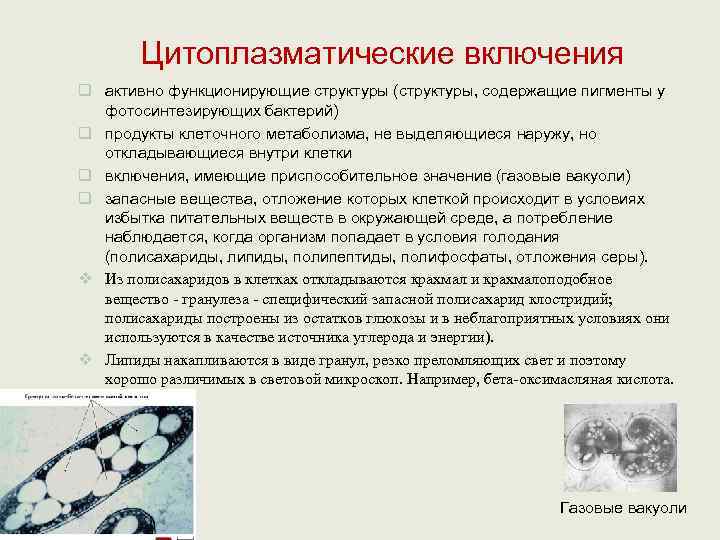   Цитоплазматические включения q активно функционирующие структуры (структуры, содержащие пигменты у  фотосинтезирующих