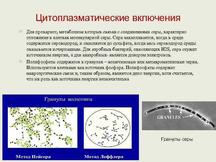   Цитоплазматические включения v Для прокариот, метаболизм которых связан с соединениями серы, характерно