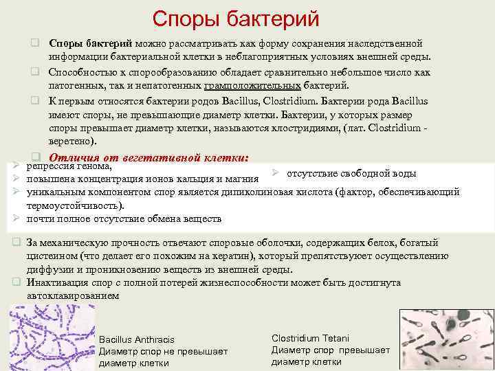       Споры бактерий  q Споры бактерий можно рассматривать