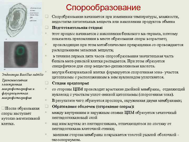        Спорообразование     q Споробразование