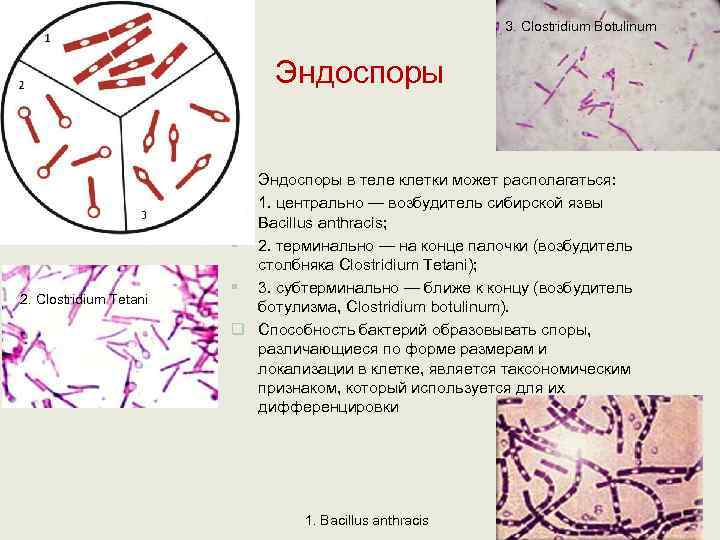       3. Clostridium Вotulinum     