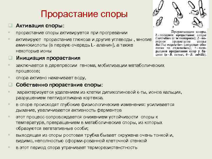     Прорастание споры q Активация споры: §  прорастание споры активируется