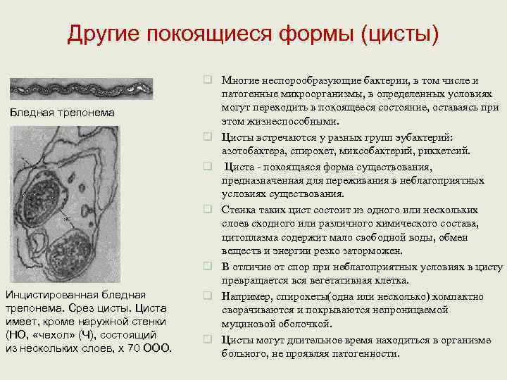   Другие покоящиеся формы (цисты)       q Многие