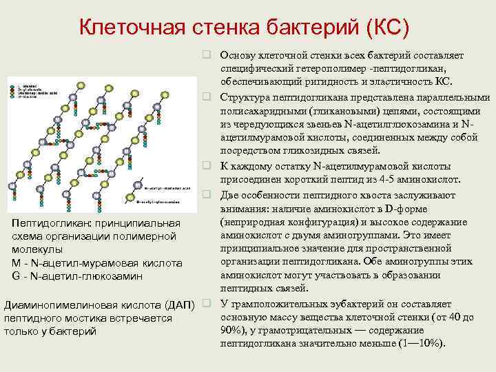    Клеточная стенка бактерий (КС)      q Основу