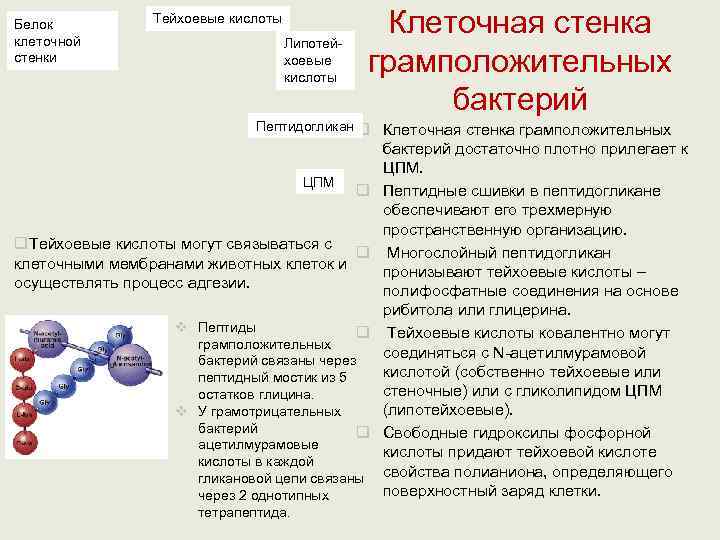 Белок клеточной   Тейхоевые кислоты       Липотей 