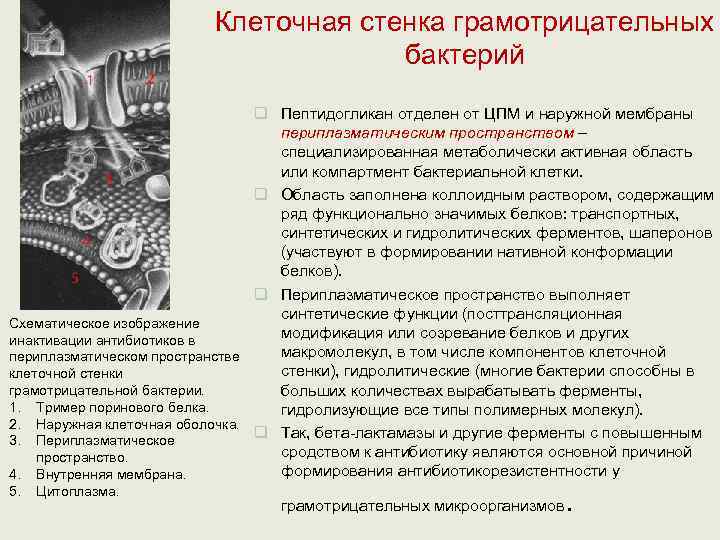      Клеточная стенка грамотрицательных    бактерий  