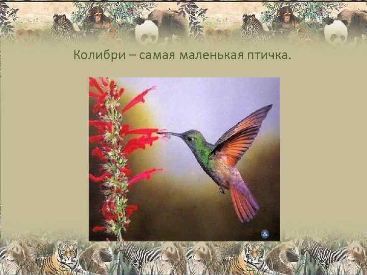 Колибри – самая маленькая птичка. 