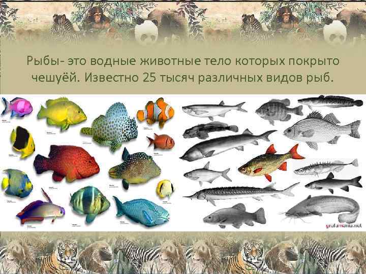 Рыбы- это водные животные тело которых покрыто чешуёй. Известно 25 тысяч различных видов рыб.