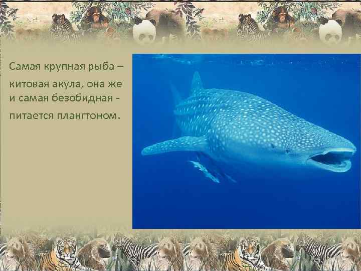 Самая крупная рыба – китовая акула, она же и самая безобидная - питается плангтоном.