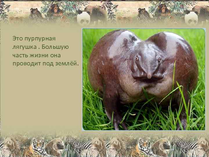 Это пурпурная лягушка. Большую часть жизни она проводит под землёй. 