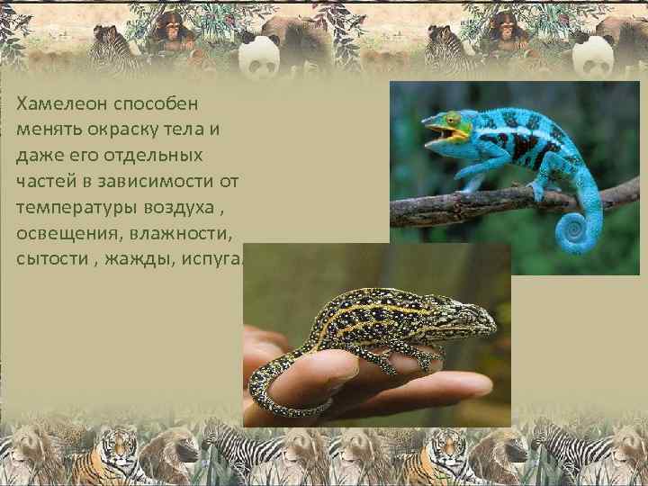 Хамелеон способен менять окраску тела и даже его отдельных частей в зависимости от температуры