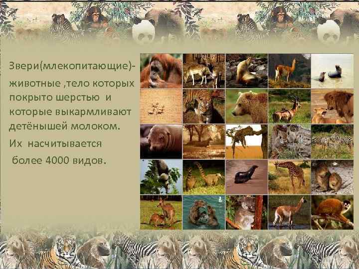 Звери(млекопитающие)- животные , тело которых покрыто шерстью и которые выкармливают детёнышей молоком. Их насчитывается