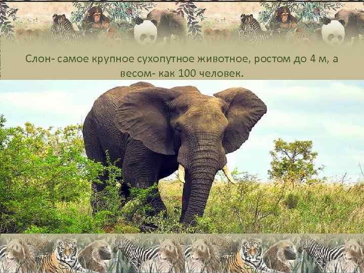 Слон- самое крупное сухопутное животное, ростом до 4 м, а   весом- как