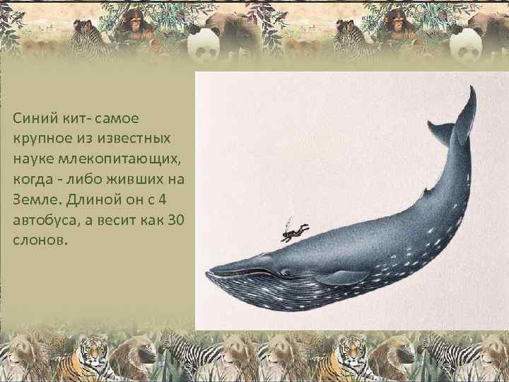 Синий кит- самое крупное из известных науке млекопитающих, когда - либо живших на Земле.