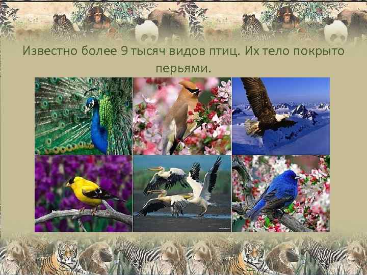 Известно более 9 тысяч видов птиц. Их тело покрыто     перьями.