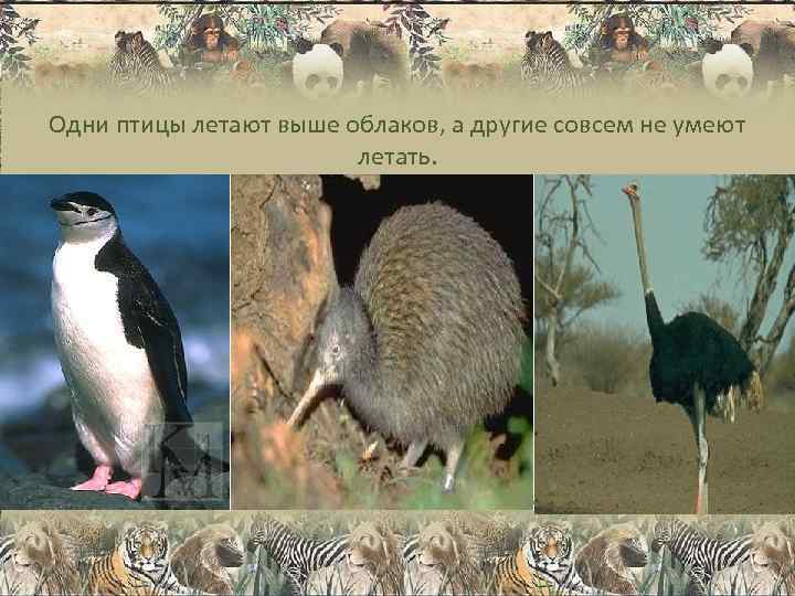 Одни птицы летают выше облаков, а другие совсем не умеют    