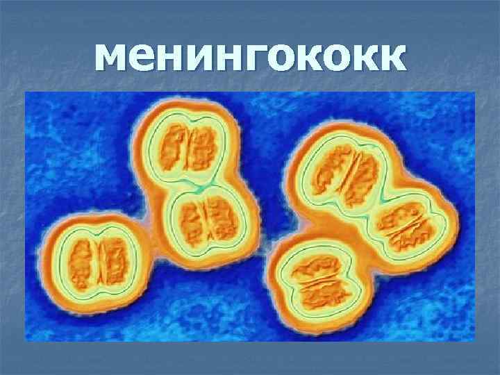 Менингококк рисунок микробиология