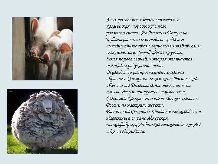 Здесь разводятся красно степная и калмыцкая породы крупного рогатого скота. На Нижнем Дону Здесь разводятся красно степная и калмыцкая породы крупного рогатого скота. На Нижнем Дону