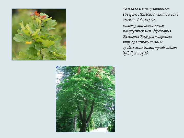 Большая часть равнинного Северного Кавказа лежит в зоне степей. Только на востоке они сменяются Большая часть равнинного Северного Кавказа лежит в зоне степей. Только на востоке они сменяются
