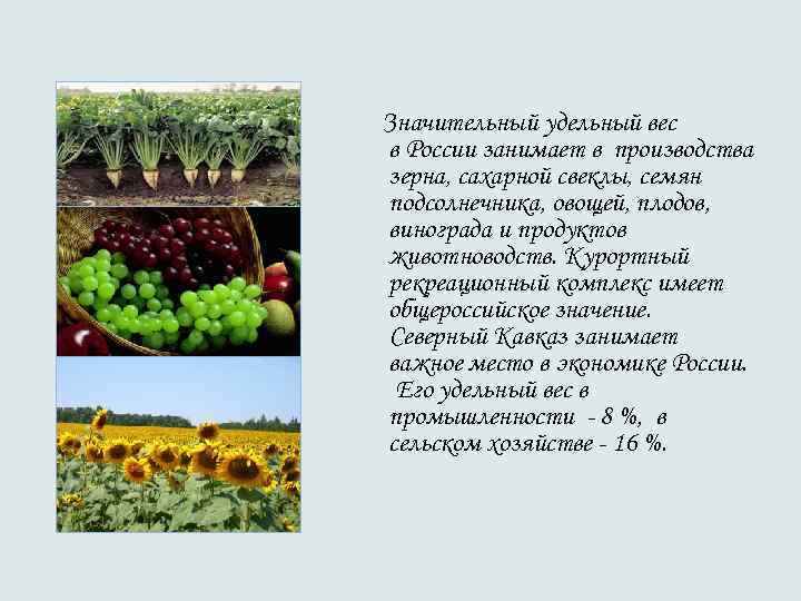 Значительный удельный вес в России занимает в производства зерна, сахарной свеклы, семян подсолнечника, овощей, Значительный удельный вес в России занимает в производства зерна, сахарной свеклы, семян подсолнечника, овощей,