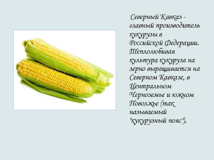 Северный Кавказ - главный производитель кукурузы в Российской Федерации. Теплолюбивая культура кукуруза на Северный Кавказ - главный производитель кукурузы в Российской Федерации. Теплолюбивая культура кукуруза на