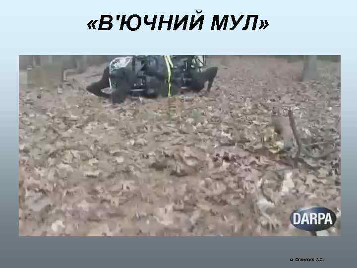  «В'ЮЧНИЙ МУЛ» Опанасюк А. С. 