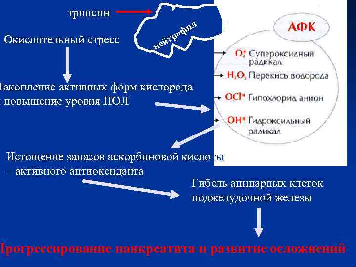   трипсин    «Респираторный взрыв»    ил  