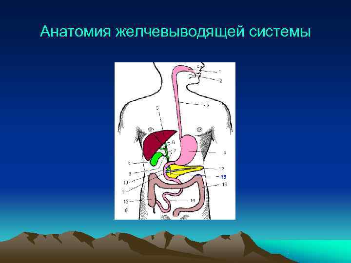 Анатомия желчевыводящей системы 