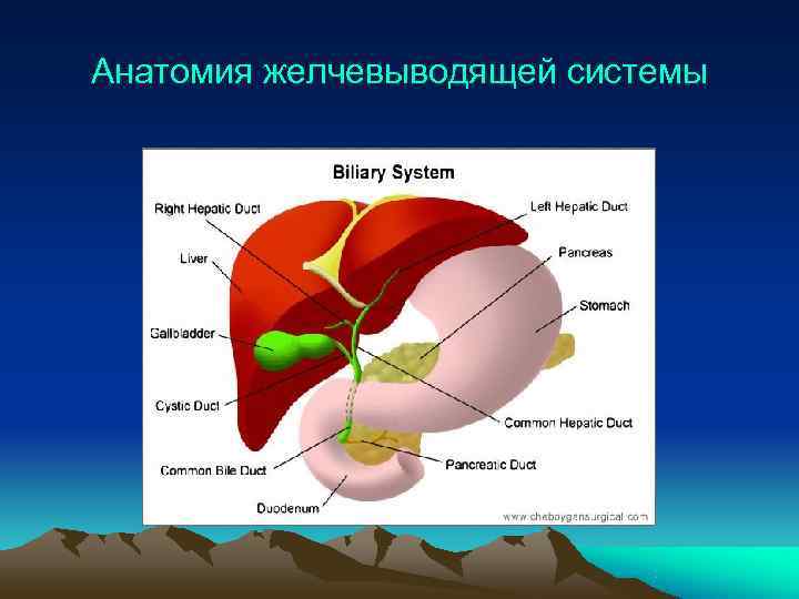 Анатомия желчевыводящей системы 