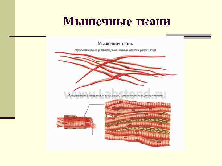 Мышечная ткань рисунок. Мышечная ткань эпидермального происхождения. Мышечная ткань нейрального происхождения. Гладкая мышечная ткань нейрального происхождения. Мышечная ткань нейрального происхождения гистология.