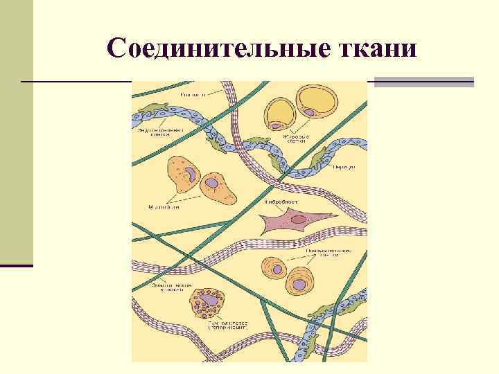 Соединительные ткани 