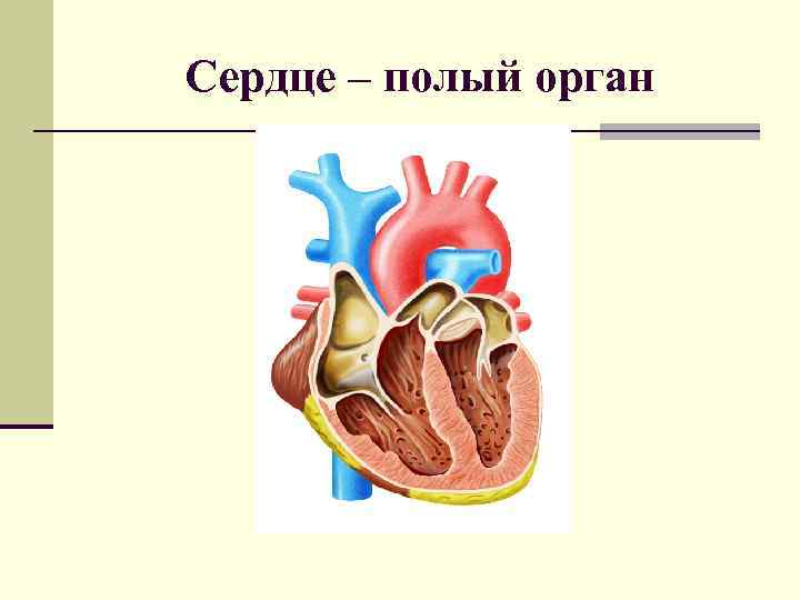 Полые органы. Особенности строения полых органов. Сердце полое.