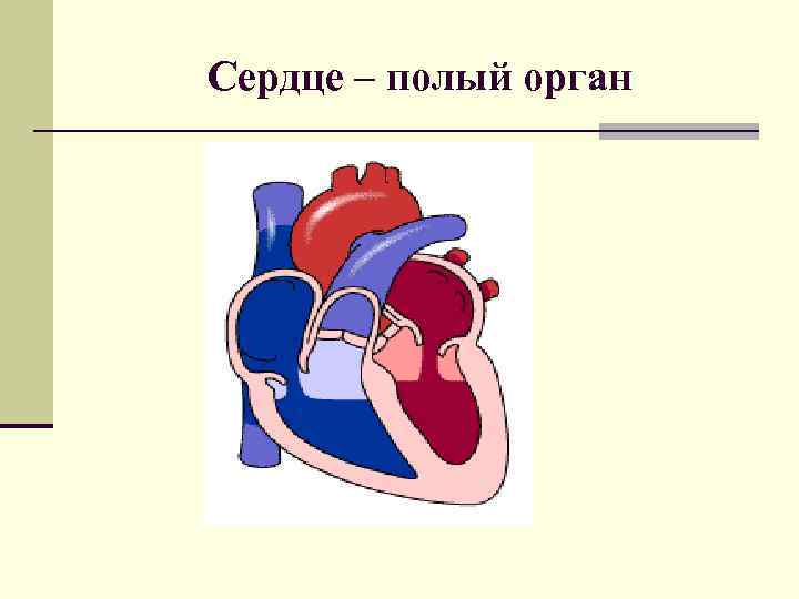 Сердце – полый орган 