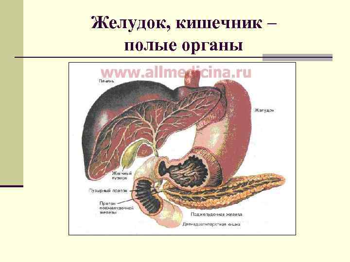 Желудок, кишечник –  полые органы 