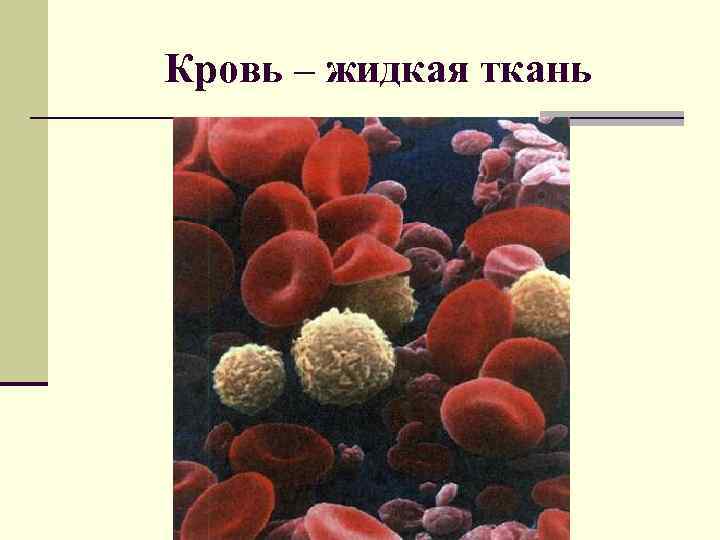 Кровь – жидкая ткань 
