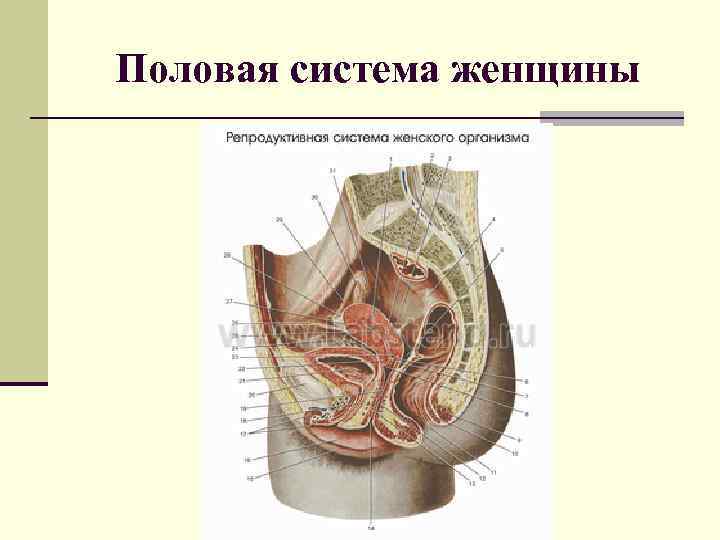 Половая система женщины 