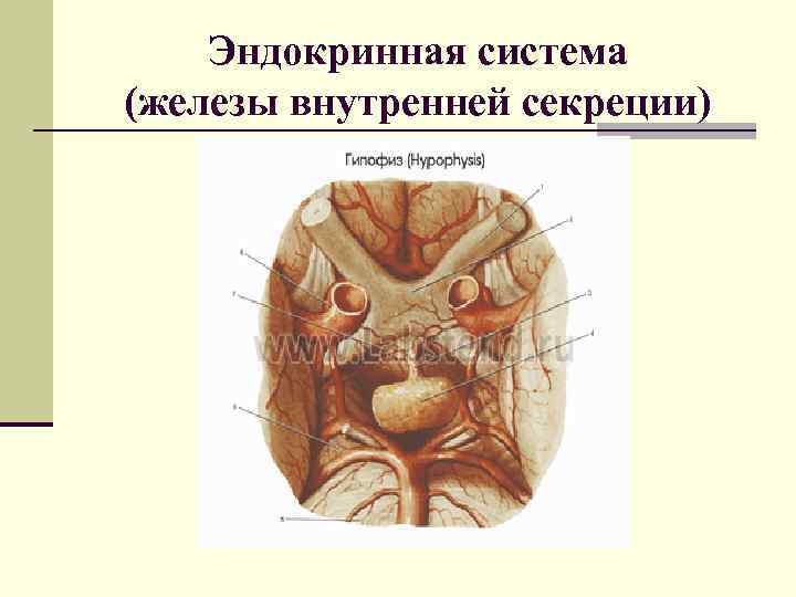   Эндокринная система (железы внутренней секреции) 