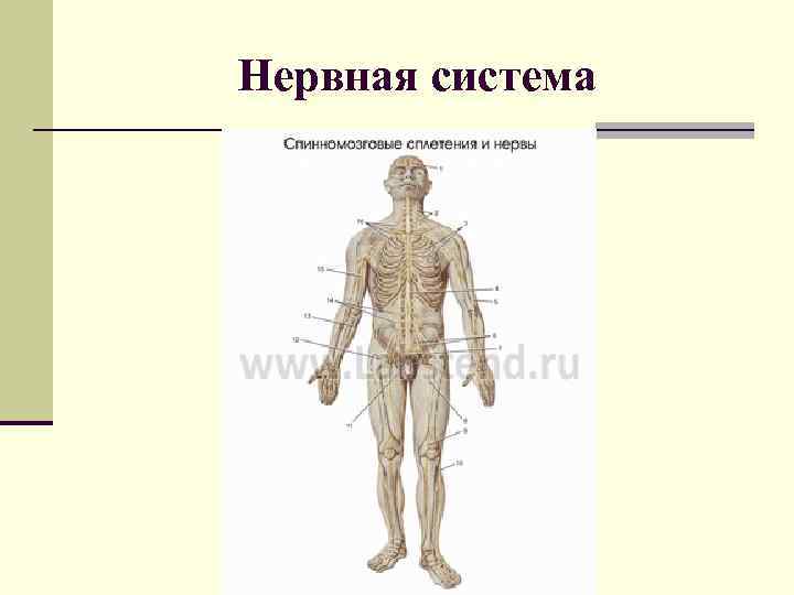 Нервная система 