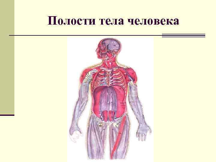 Полости тела перечислить. Полости тела человека. Строение тела человека. Полости тела человека анатомия. Части тела полости тела.