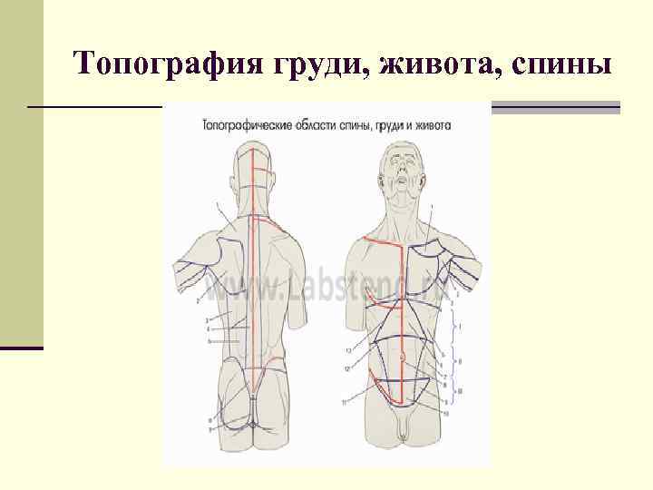 Изображение целой анатомической области