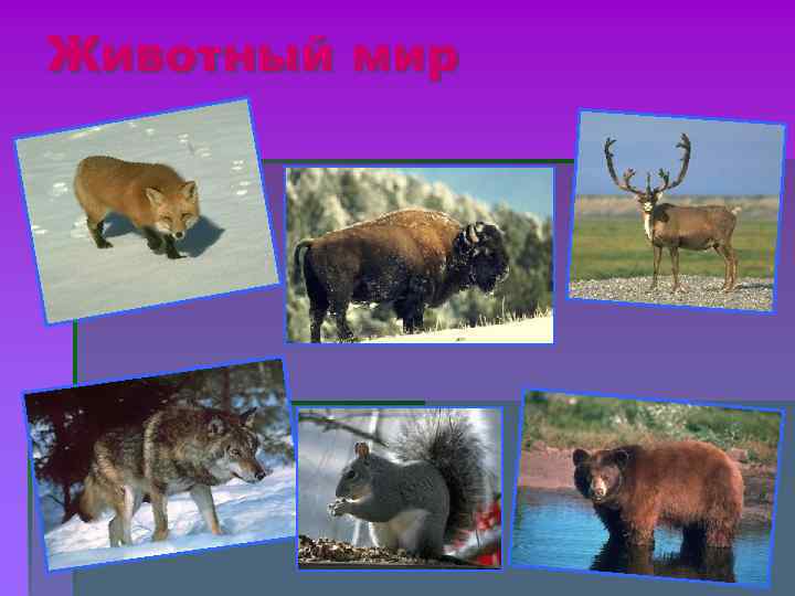 Животный мир 