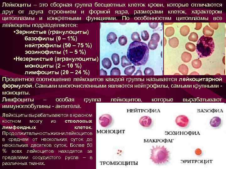 Лейкоциты – это сборная группа бесцветных клеток крови, которые отличаются друг от друга строением