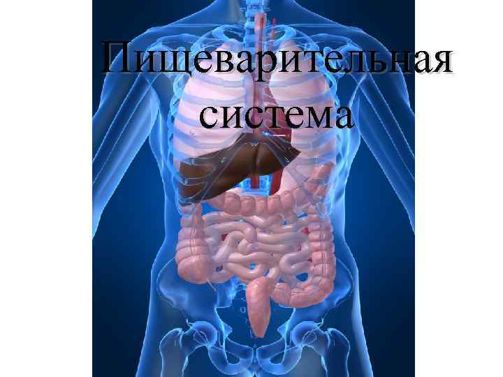 Пищеварительная система 