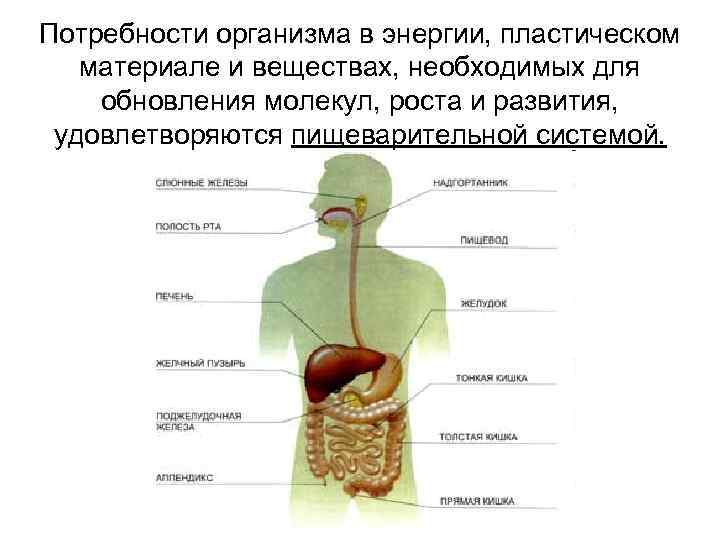 Потребности организма. Потребности организма в энергии. Выработка энергии в организме. Потребность веществ в организме. Орган человека вырабатывающий энергию в организме.