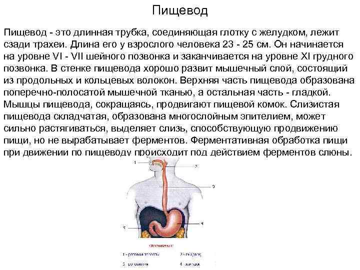 Пищевод это. Пищевод взрослого человека. Продвижение пищи в пищеводе. Пищевод расположен на уровне. Протяженность пищевода.