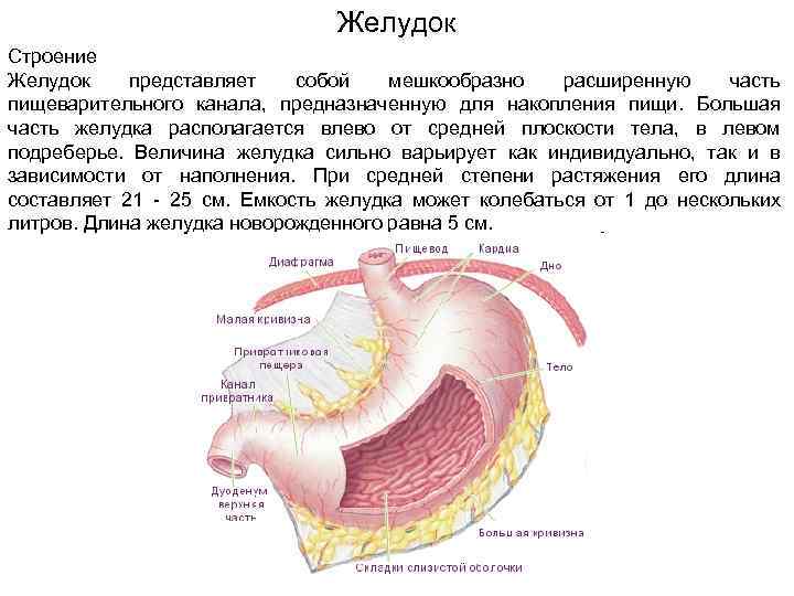 Внутреннее строение желудка. Расположение и строение желудка. Строение желудка человека. Строение желудка анатомия.