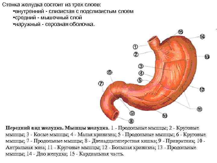 Функция оболочек желудка. Строение стенки желудка слои. Строение мышечной оболочки желудка. Мышечный слой стенки желудка. Послойное строение желудка.