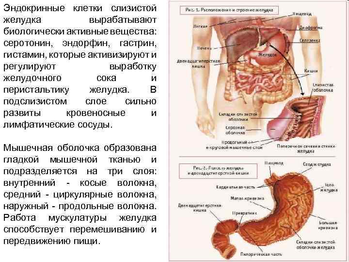 Эндокринные клетки слизистой желудка вырабатывают биологически активные вещества: серотонин, эндорфин, гастрин, гистамин, которые активизируют