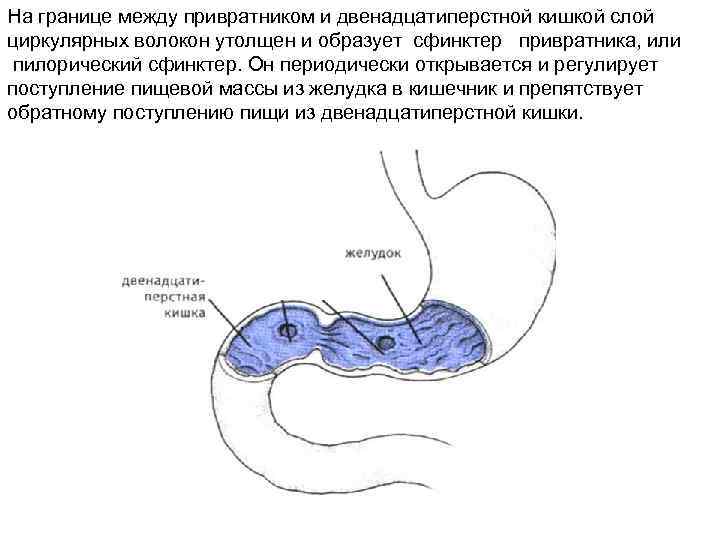 На границе между привратником и двенадцатиперстной кишкой слой циркулярных волокон утолщен и образует сфинктер